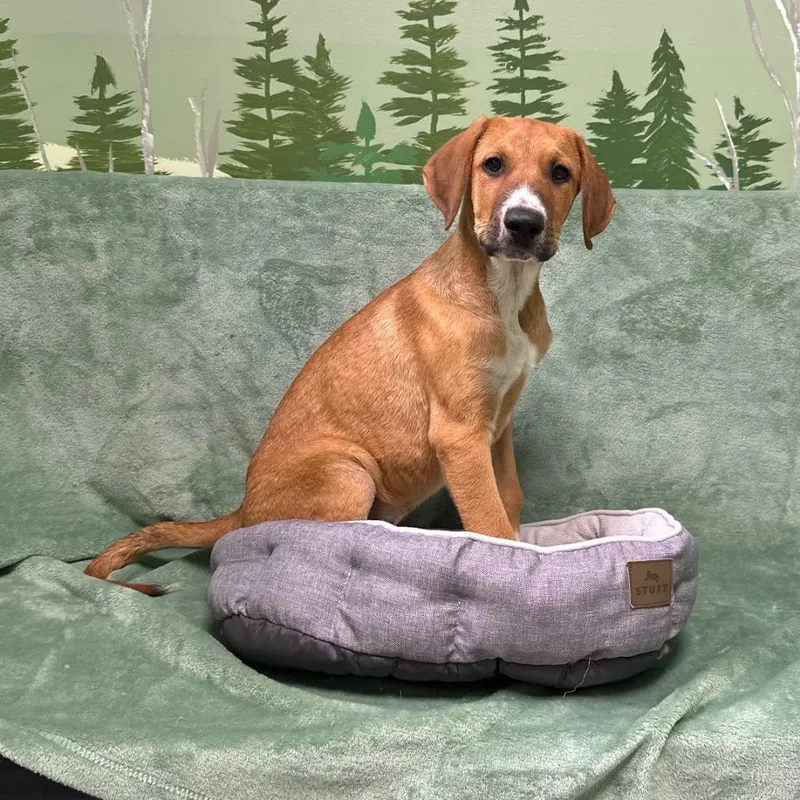 A baby medium-sized male Doberman Pinscher dog named Sombrero for adoption in Logan, UT