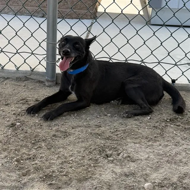 An adult medium-sized male Labrador Retriever dog named Splinter for adoption in Riverside, CA
