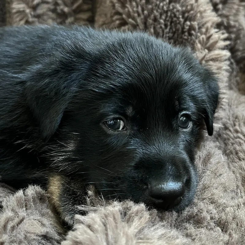 A baby medium-sized male Bicolor Catahoula Leopard Dog dog named Remy for adoption in Liverpool, TX