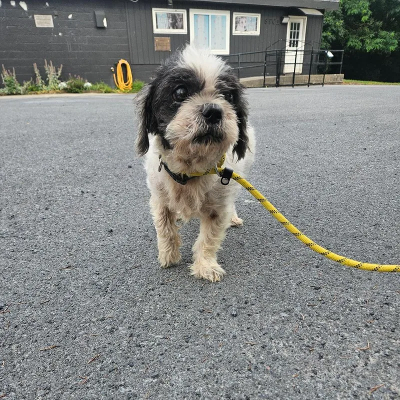 A senior small-sized male White / Cream Shih Tzu dog named Fozzy L for adoption in Watertown, NY