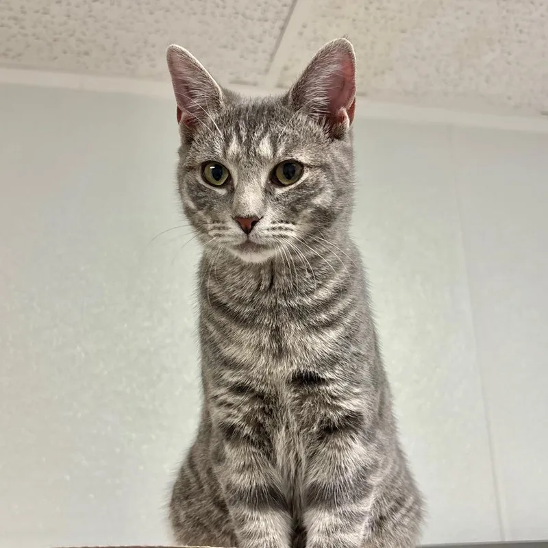 A baby medium-sized female Domestic Short Hair cat named Beechnut for adoption in Westhampton, NY