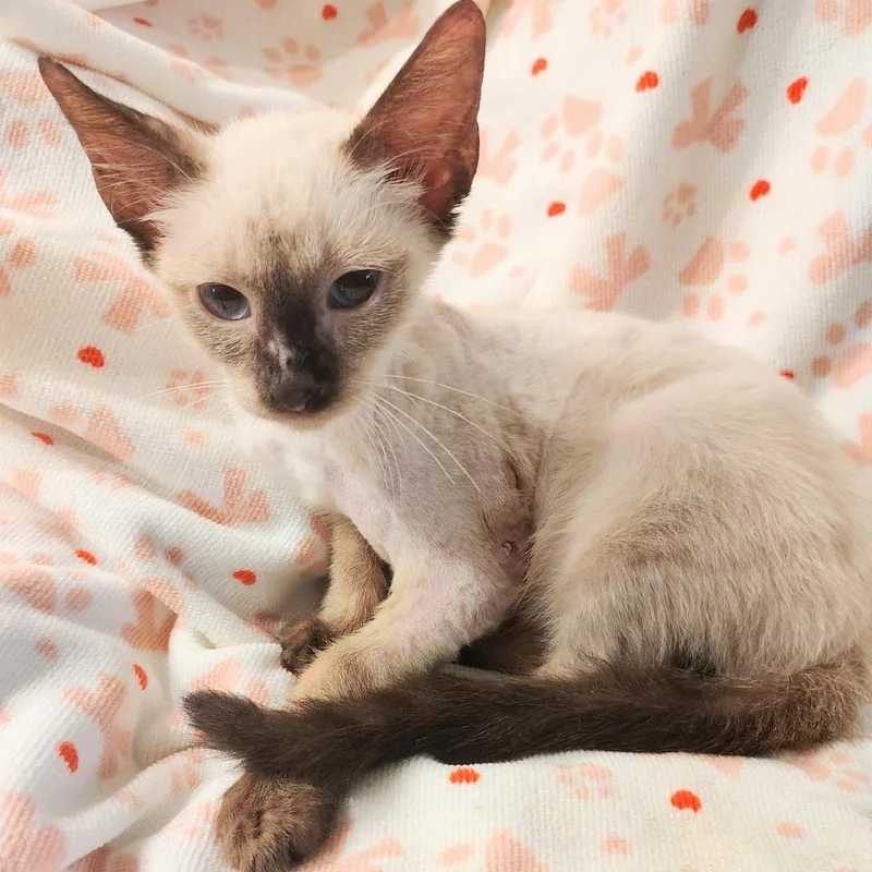 A baby small-sized male Siamese cat named Bob Hope for adoption in New Braunfels, TX