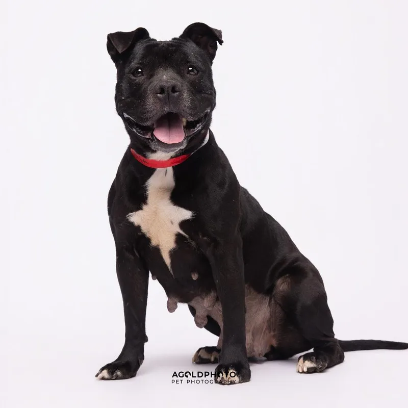 Priscilla thumbnail 2