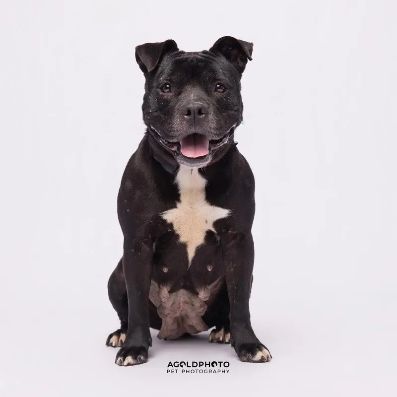 Priscilla thumbnail 3