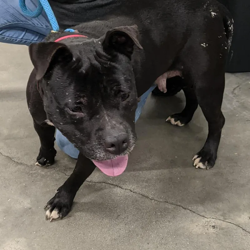 Priscilla thumbnail 4