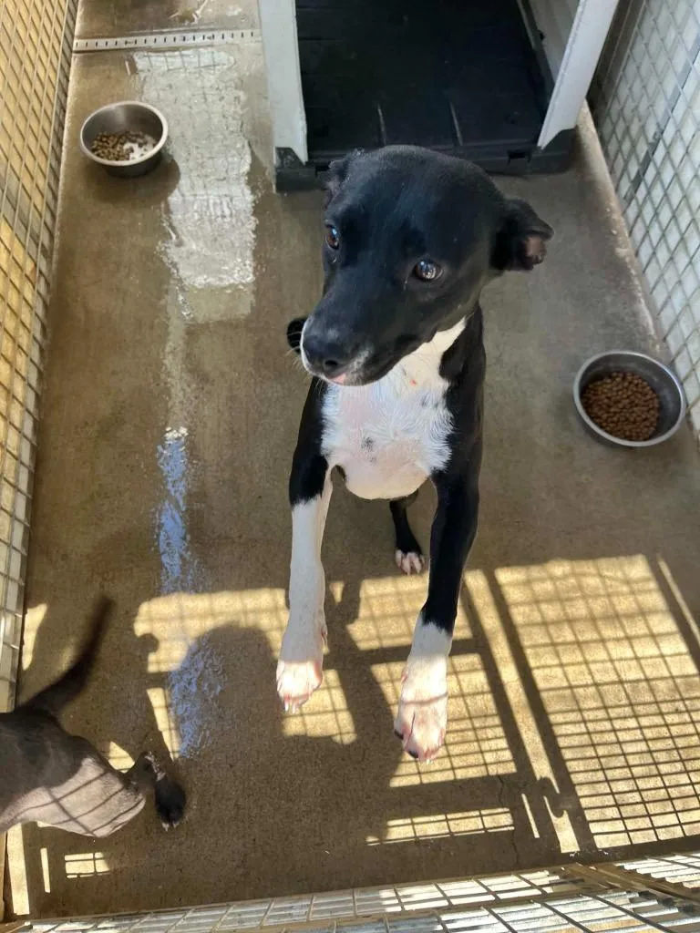 A baby large-sized female Pit Bull Terrier dog named Sadie for adoption in Newman, CA