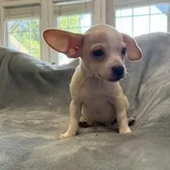 A baby small-sized male White / Cream Chiweenie dog named Ranger for adoption in Tulsa, OK