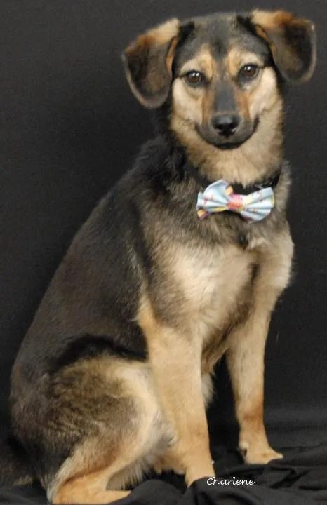 A young medium-sized female Black Shepherd dog named Scoot for adoption in Newland, NC