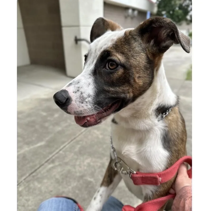 A baby medium-sized female Brindle Mixed Breed dog named Meggy Ecas for adoption in Pleasanton, CA