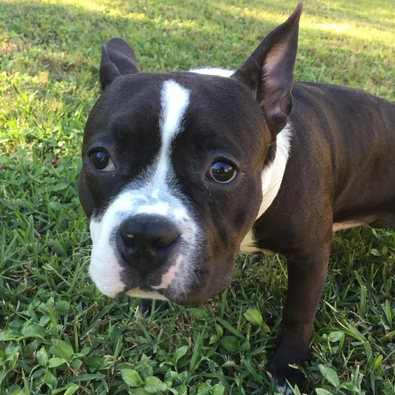 A senior large-sized male Black Terrier dog named Onyx for adoption in LOXAHATCHEE, FL