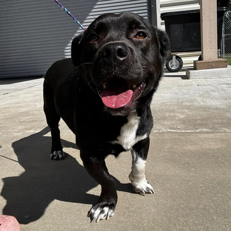 An adult medium-sized male Black Pit Bull Terrier dog named Brian for adoption in Tulsa, OK