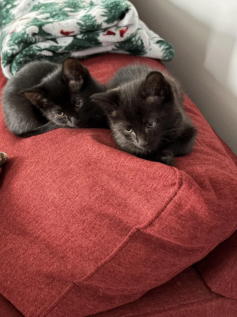 Willow And Milo