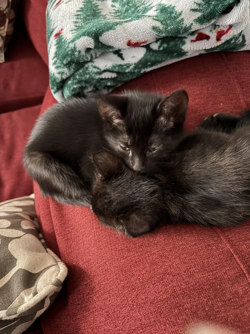 Willow And Milo thumbnail 2