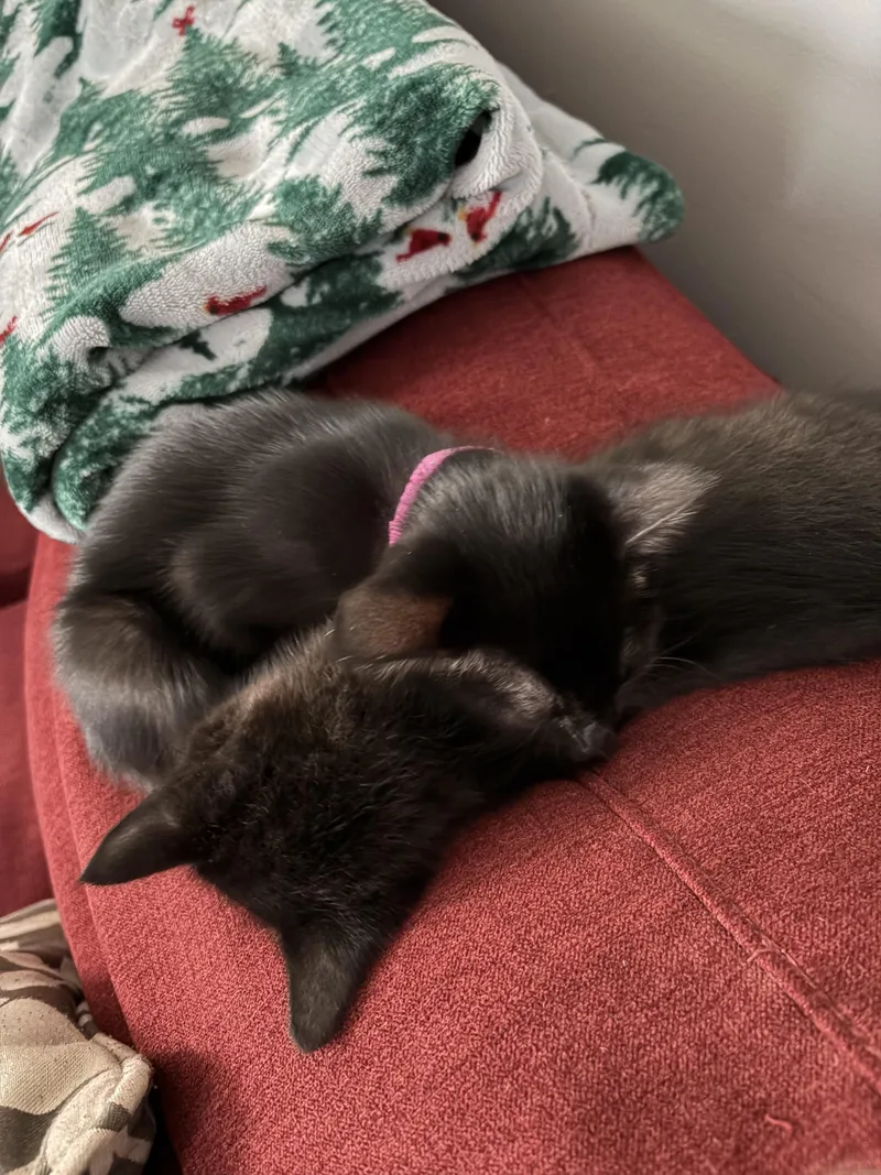 Willow And Milo thumbnail 3