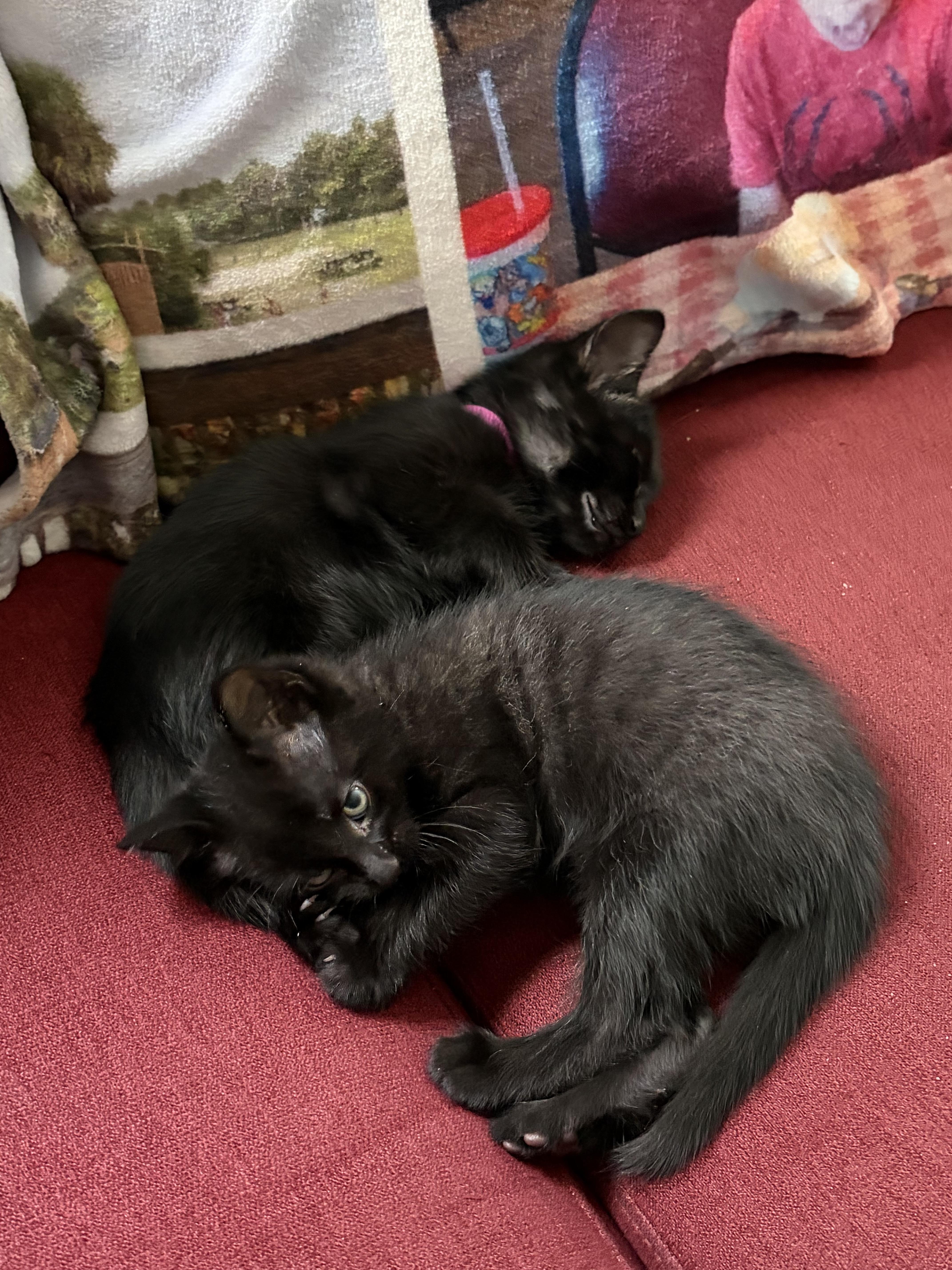Willow And Milo thumbnail 4