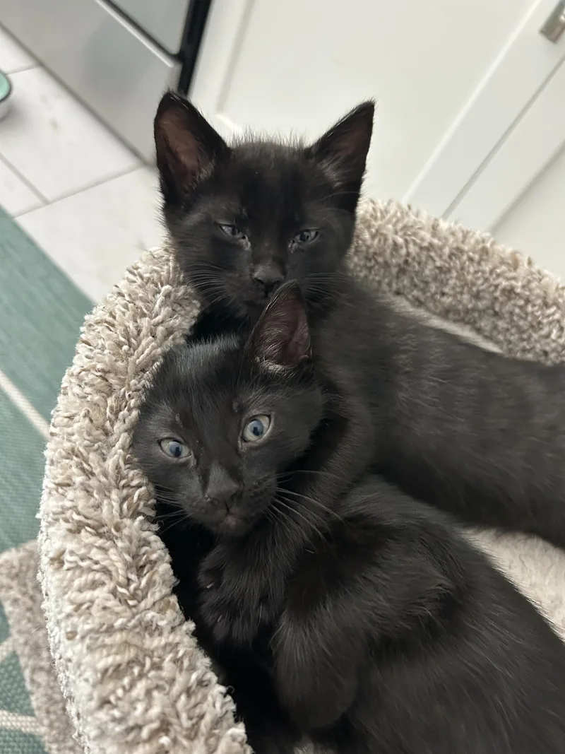 Willow And Milo thumbnail 5