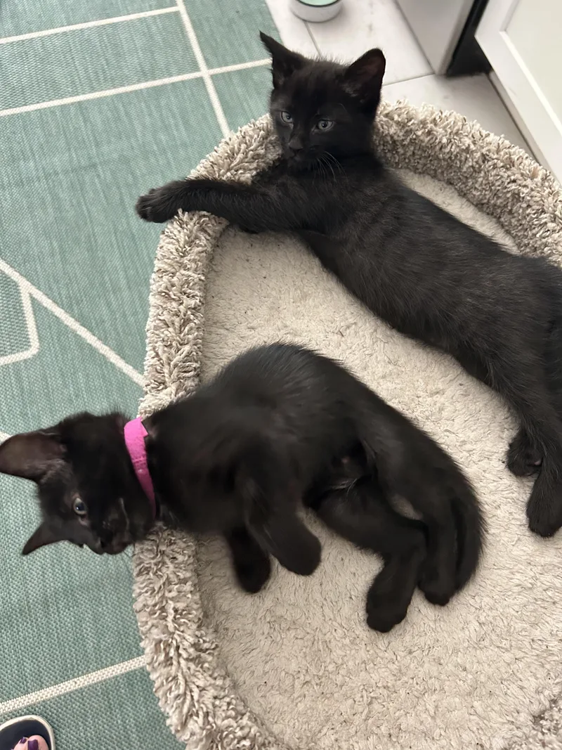 Willow And Milo thumbnail 6