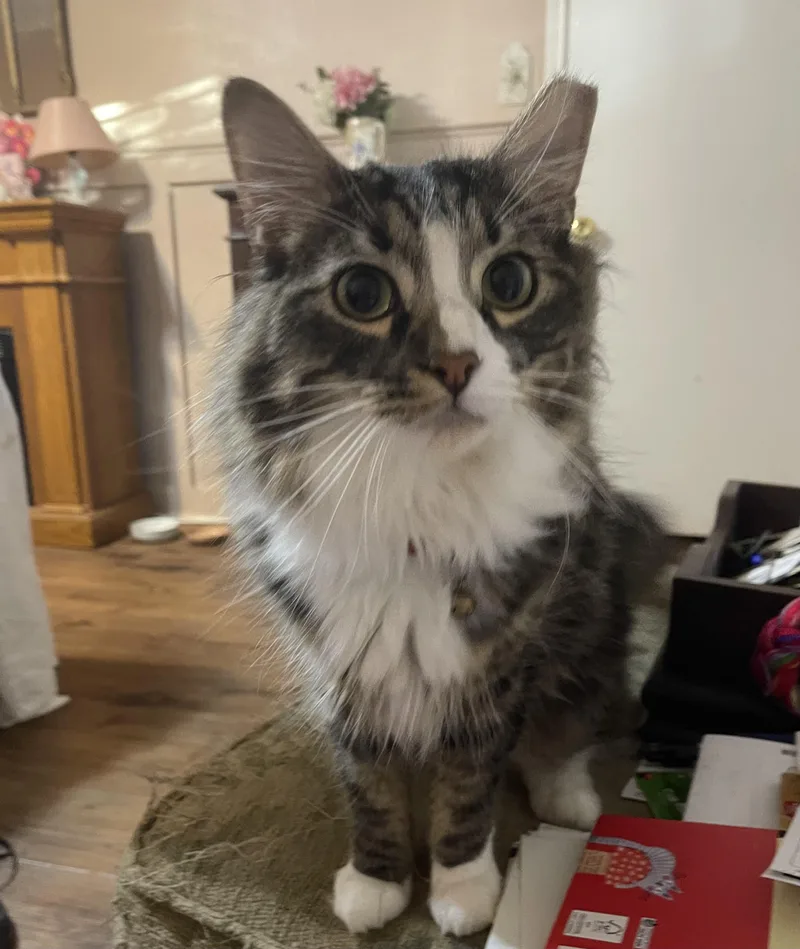 An adult medium-sized female Gray / Blue / Silver Domestic Long Hair cat named Chloe for adoption in San Antonio, TX