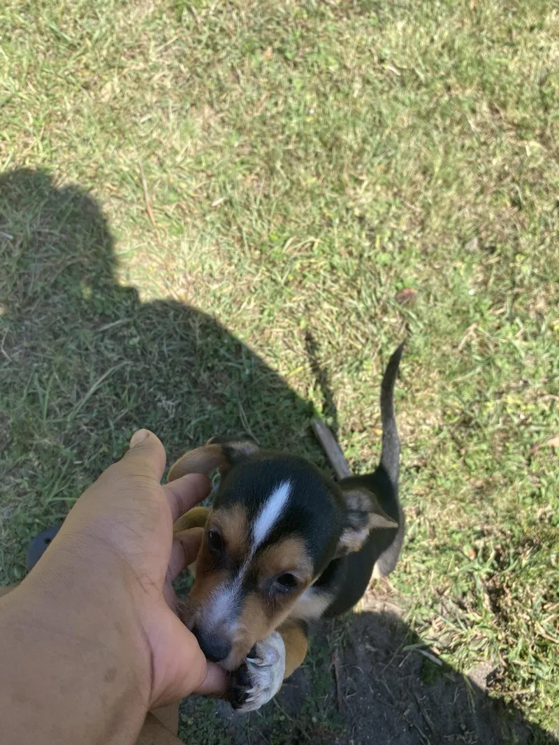 A baby small-sized male Jack Russell Terrier dog named Flint for adoption in Sanford, FL
