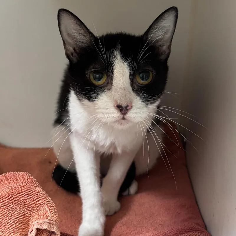An adult medium-sized female Black Domestic Short Hair cat named Cabana for adoption in Naperville, IL