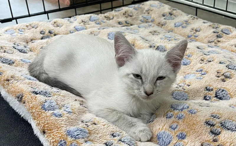 A baby medium-sized female Domestic Short Hair cat named Gidget for adoption in Oviedo, FL