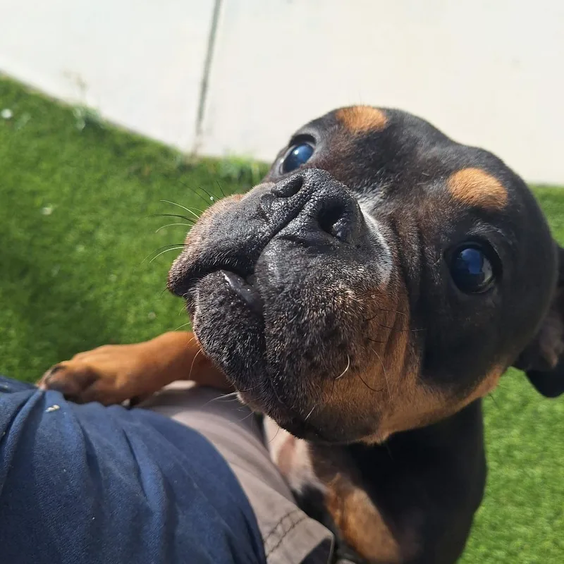 An adult medium-sized female English Bulldog dog named Lady for adoption in LOXAHATCHEE, FL
