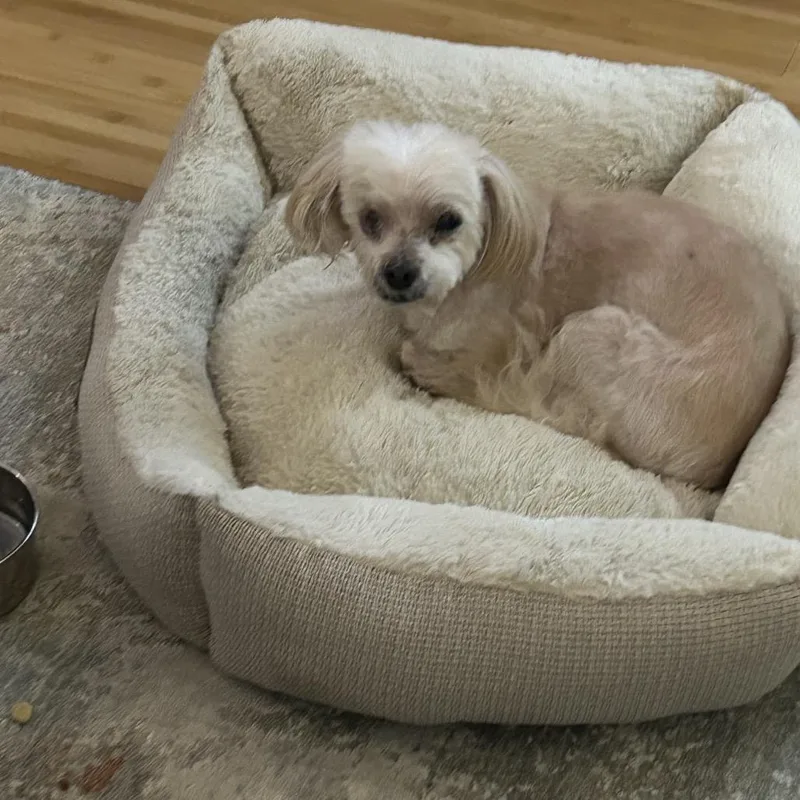 A senior small-sized male Yellow / Tan / Blond / Fawn Maltese dog named Bear for adoption in Austell, GA