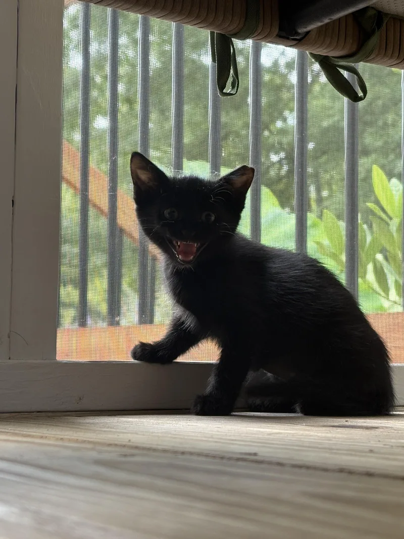 A baby small-sized female Domestic Short Hair cat named Andromeda for adoption in Davidson, NC