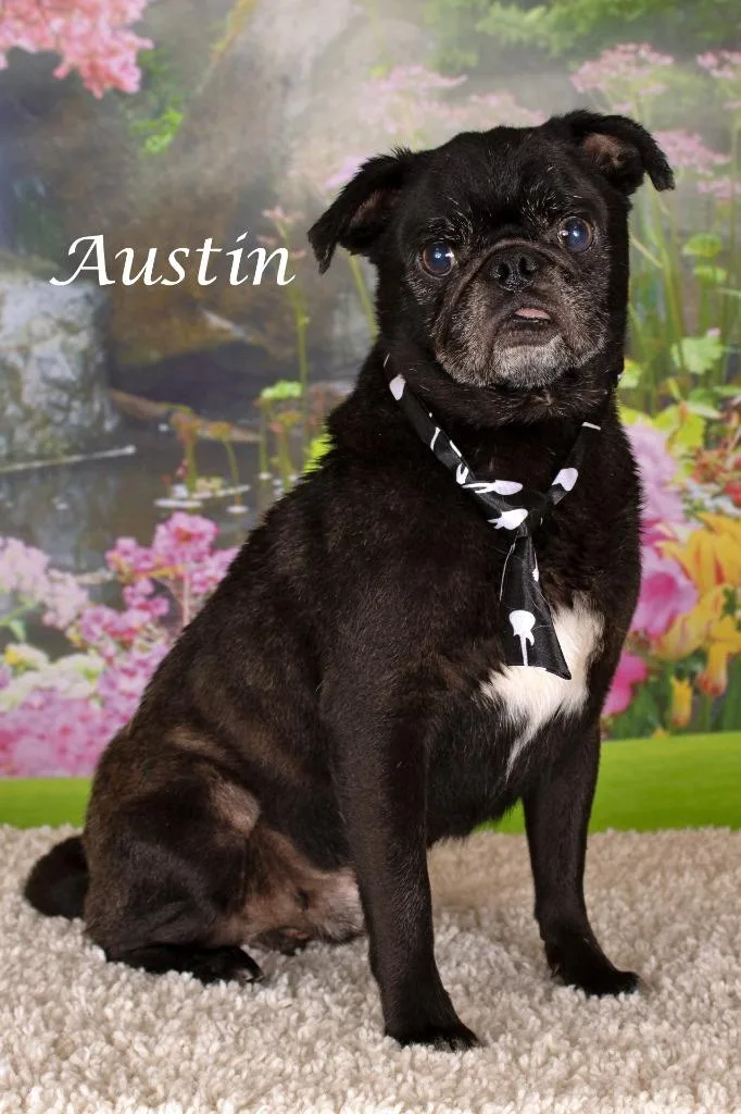 Austin thumbnail 2