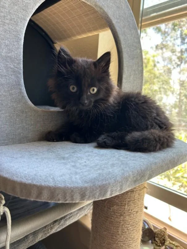 A baby small-sized male Domestic Short Hair cat named Petey for adoption in Santa Cruz, CA