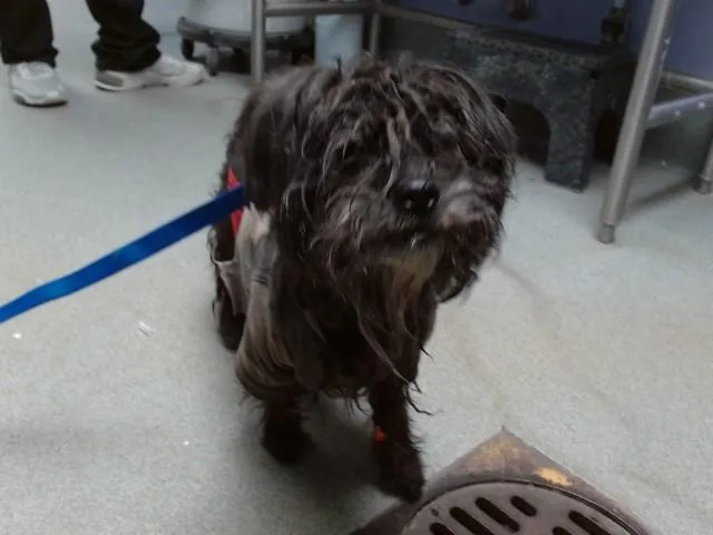An adult small-sized male Poodle dog named Curly for adoption in Albuquerque, NM