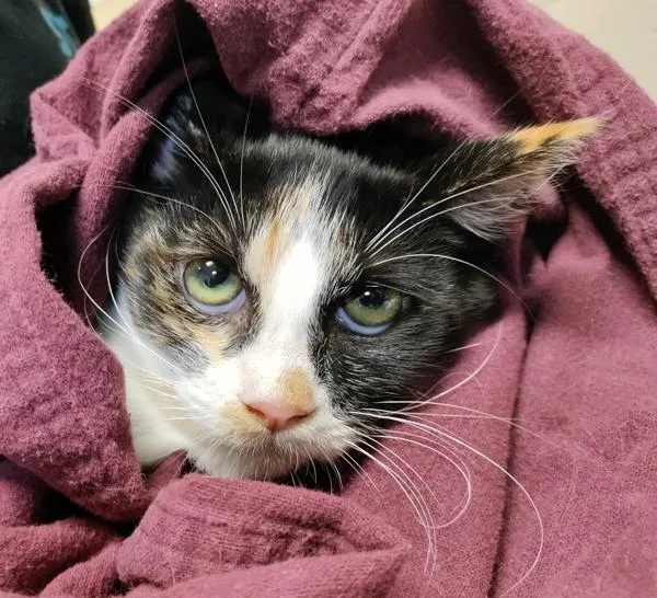 A young small-sized female Domestic Short Hair cat named Nina for adoption in Oceanside, CA