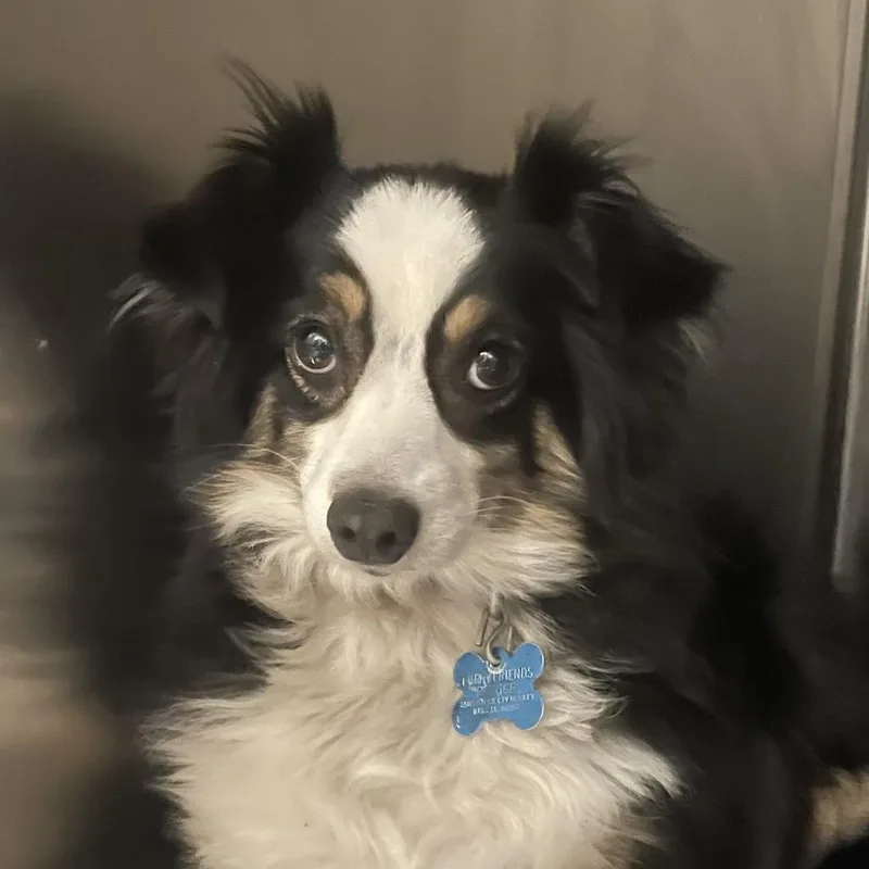 An adult small-sized female Black Australian Shepherd dog named Koda for adoption in West Des Moines, IA