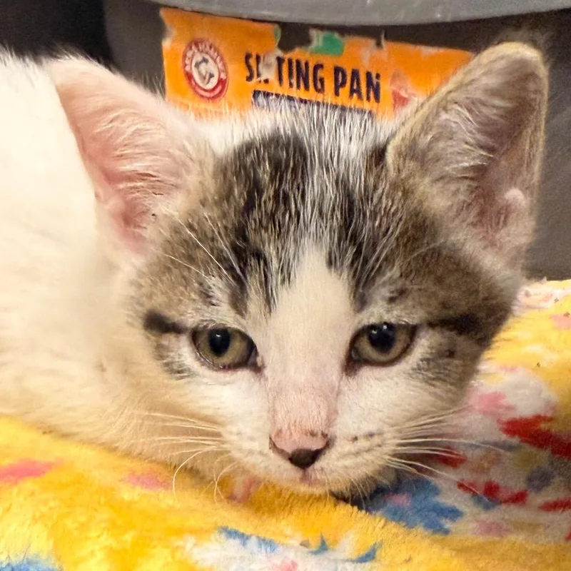 A baby small-sized female Brown / Chocolate Domestic Short Hair cat named Sparkles for adoption in Evansville, IN