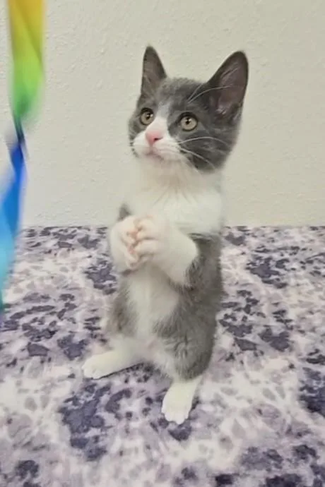A baby medium-sized male Gray & White Domestic Short Hair cat named Gumdrop for adoption in Red Wing, MN