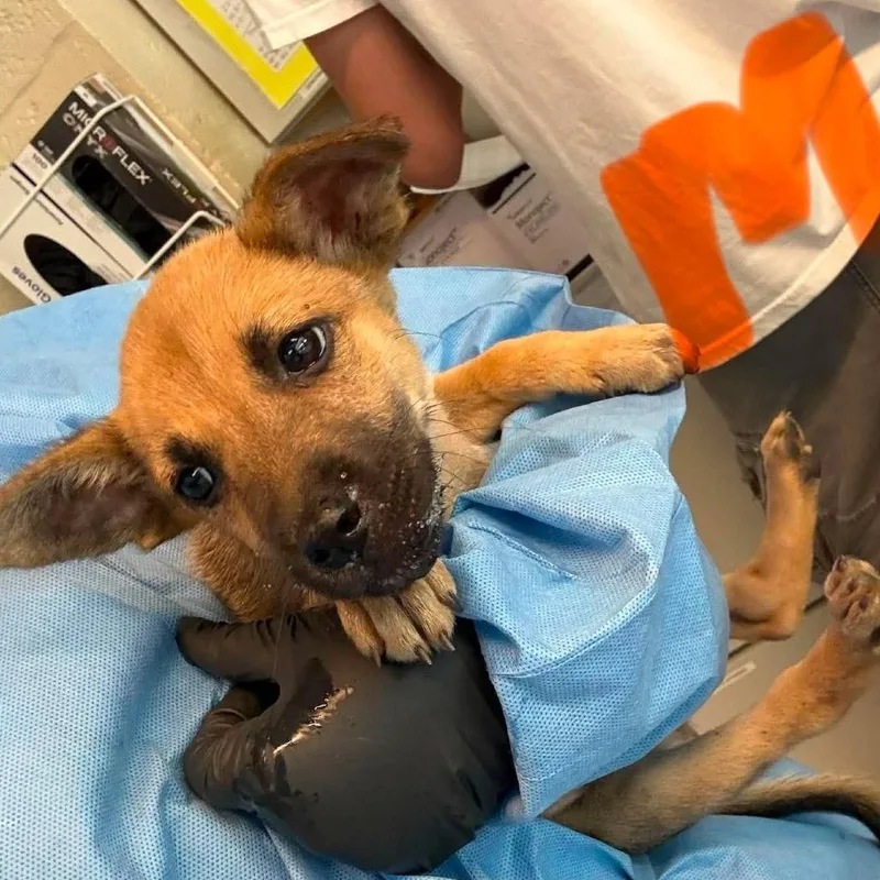 A baby small-sized male Brown / Chocolate Mixed Breed dog named Tommy for adoption in Huntington, WV