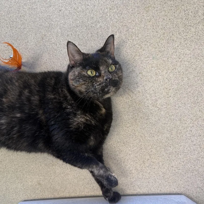 An adult large-sized female Black Domestic Short Hair cat named Lilo for adoption in Hamburg, NY