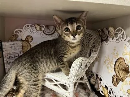 A young small-sized male Domestic Short Hair cat named Tuffy for adoption in Beatrice, NE