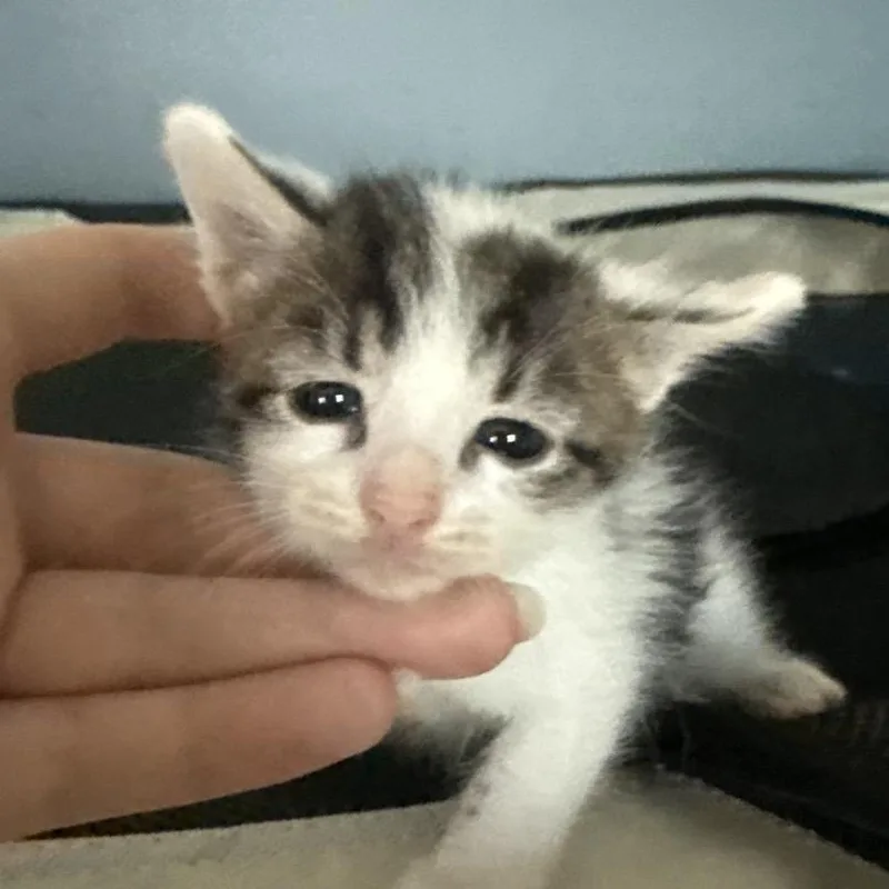 A baby small-sized male White Domestic Short Hair cat named Hei Bai for adoption in Escondido, CA