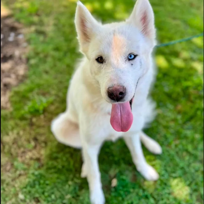 An adult large-sized male White / Cream Husky dog named Jett for adoption in Long Island City, NY