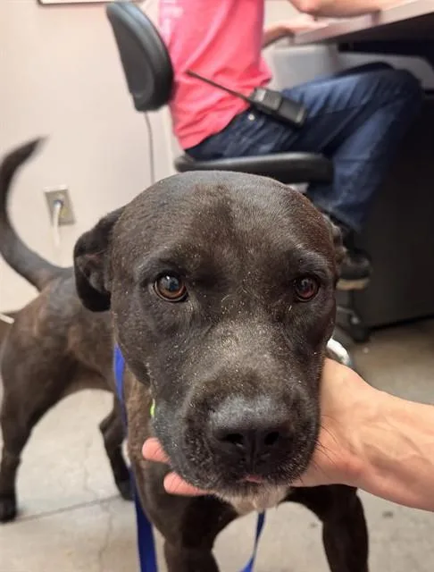 A young large-sized male Pit Bull Terrier dog named Lafayette for adoption in Tucson, AZ