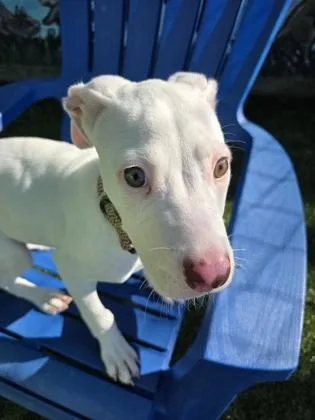 A baby small-sized female Mixed Breed dog named Coconut for adoption in Savannah, GA