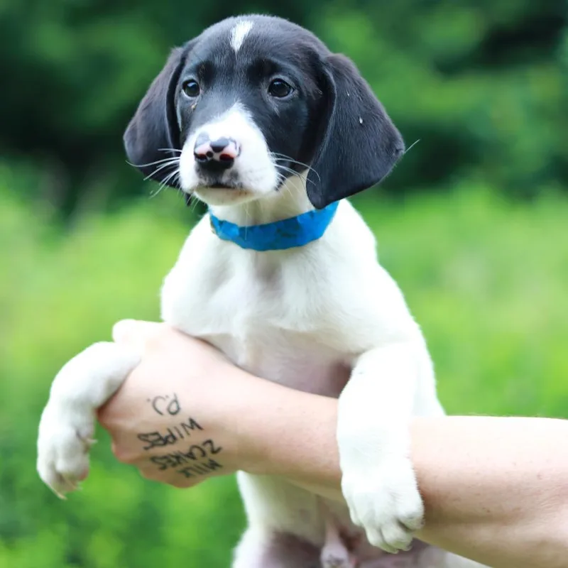 A baby medium-sized male Black Pointer dog named CT Doritos Locos for adoption in Stormville, NY