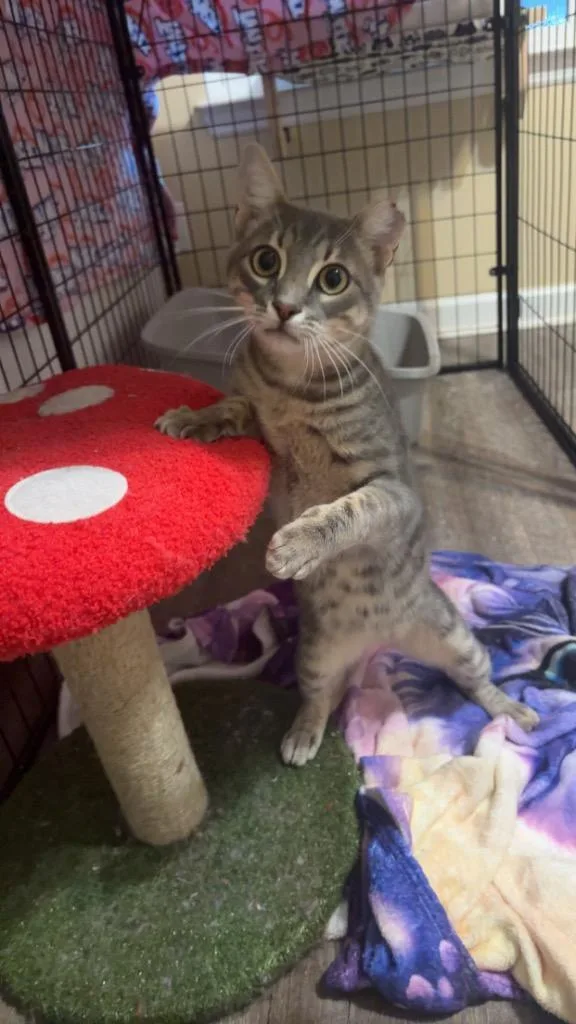 A young medium-sized male Domestic Short Hair cat named Kingston for adoption in Evans, GA