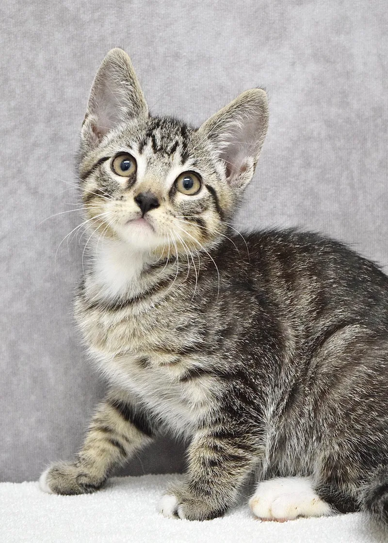 A baby medium-sized male Tabby (Brown / Chocolate) Domestic Short Hair cat named Chuckie for adoption in Dublin, CA