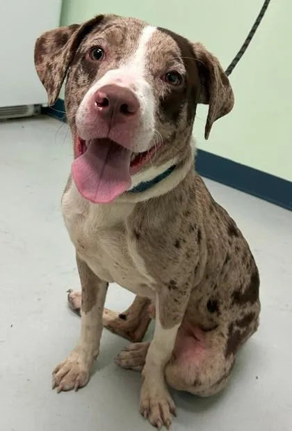 A young medium-sized male Pit Bull Terrier dog named Louis for adoption in Savannah, GA