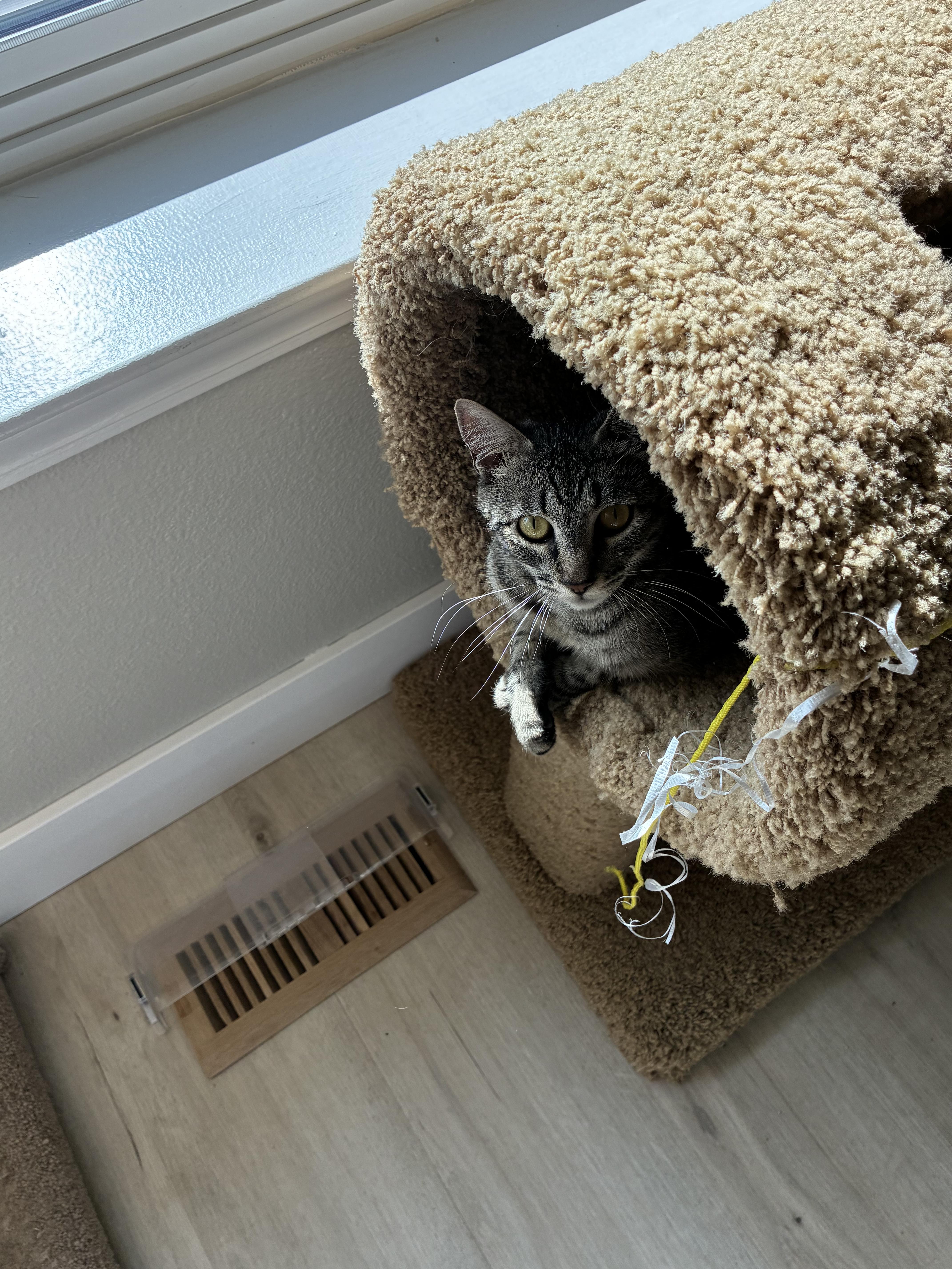 Willow thumbnail 2