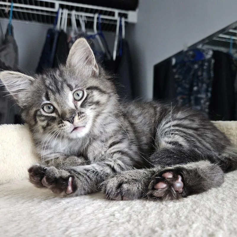 A baby small-sized male Gray / Blue / Silver Domestic Short Hair cat named David for adoption in Chattanooga, TN