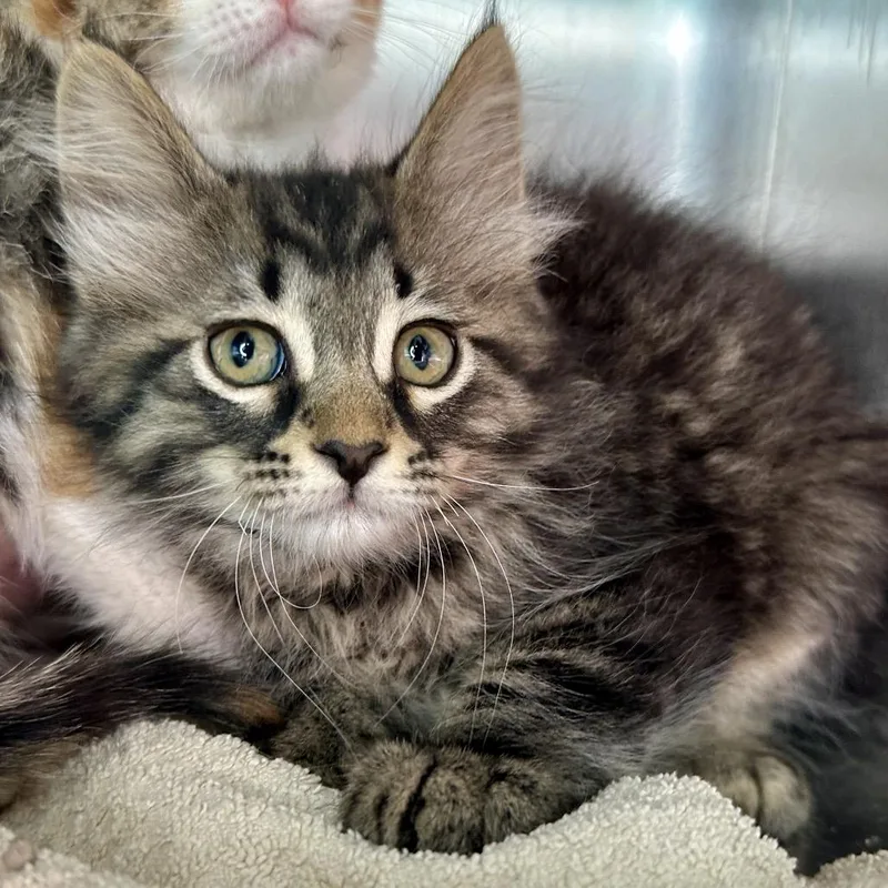 A baby small-sized male Brown / Chocolate Domestic Medium Hair cat named Penny for adoption in Matteson, IL