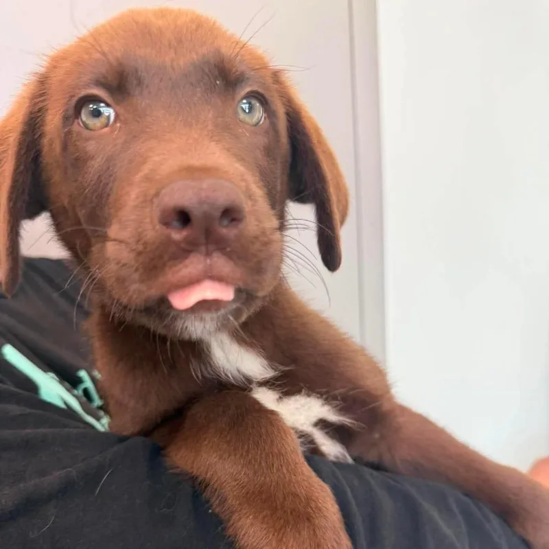 A baby small-sized male Brown / Chocolate Mixed Breed dog named Mesquite for adoption in Sand Springs, OK